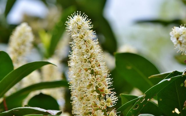 Prunus lusitanica Angustifolia online kopen