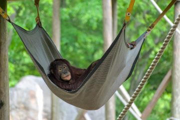 De hangmat als onmisbaar onderdeel van het dagelijks leven