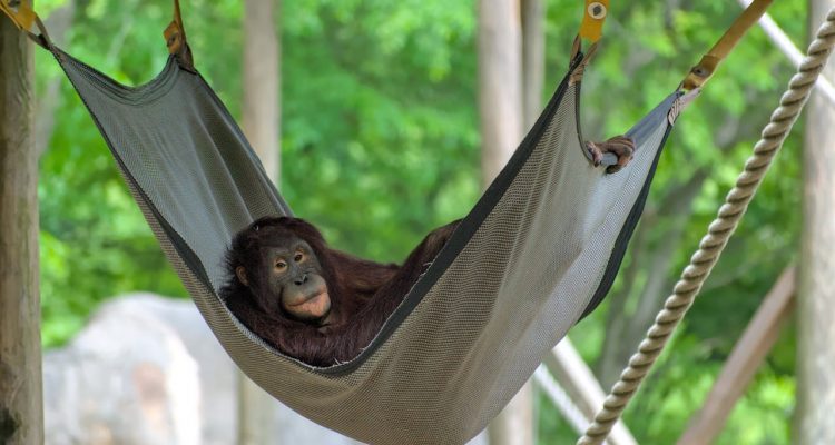 De hangmat als onmisbaar onderdeel van het dagelijks leven
