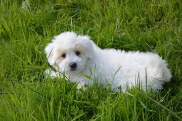 Puppy