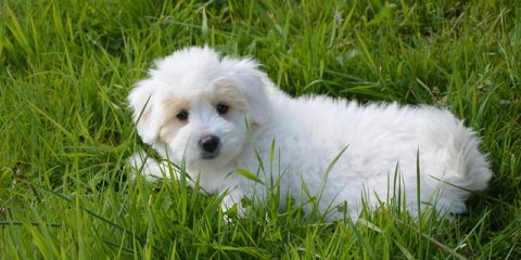 Puppy