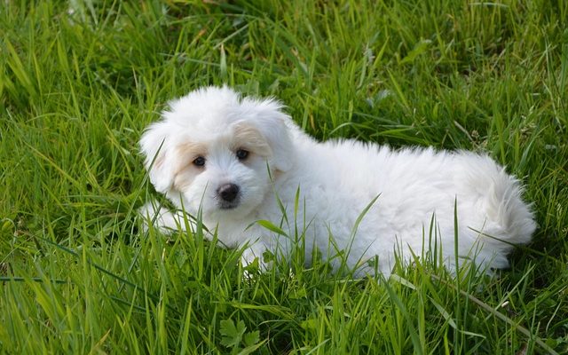 Puppy